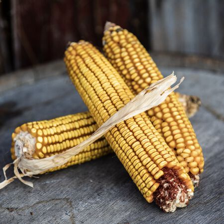 Dublin, Corn Seed - Packet (1 oz.) image number null